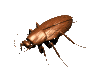 scarabee_eb-019.gif