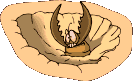 scarabee_eb-026.gif