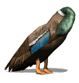 canard_eb-028.gif