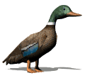 canard_eb-029.gif