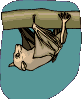 chauve-souris_eb-027.gif