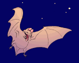 chauve-souris_eb-028.gif