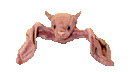 chauve-souris_eb-043.gif