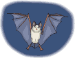 chauve-souris_eb-048.gif