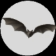 chauve-souris_eb-054.gif