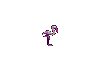 flamant-rose_eb-006.gif
