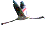 flamant-rose_eb-007.gif