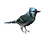 moineaux_eb-007.gif