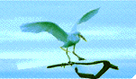 mouette_eb-008.gif