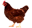 poules_eb-013.gif