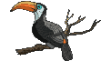 toucan_eb-009.gif