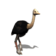 autruche_eb-005.gif
