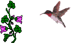 colibris_eb-006.gif