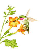 colibris_eb-010.gif