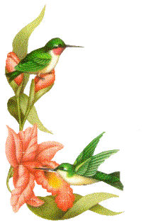 colibris_eb-011.gif