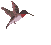 colibris_eb-022.gif