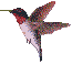 colibris_eb-025.gif