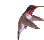 colibris_eb-026.gif