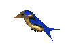 colibris_eb-030.gif