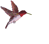 colibris_eb-033.gif