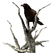 corbeaux_eb-001.gif