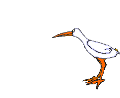 oiseaux-eau_eb-011.gif