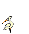 oiseaux-eau_eb-012.gif