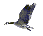 oiseaux-eau_eb-023.gif