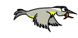 oiseaux-eau_eb-024.gif