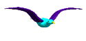 oiseaux-eau_eb-032.gif
