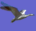 oiseaux-eau_eb-033.gif