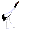 oiseaux-eau_eb-059.gif