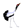 oiseaux-eau_eb-060.gif