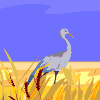 oiseaux-eau_eb-064.gif