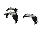 oiseaux-eau_eb-071.gif