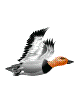 oiseaux-eau_eb-074.gif