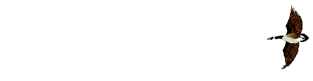 oiseaux-eau_eb-077.gif