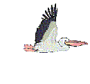 oiseaux-eau_eb-079.gif