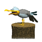 oiseaux-eau_eb-089.gif