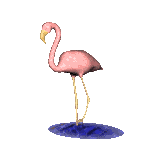 oiseaux-eau_eb-093.gif