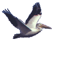 oiseaux-eau_eb-106.gif