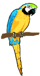 exotiques_eb-063.gif
