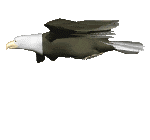 rapaces-diurnes_eb-057.gif