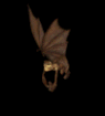 rapaces-nocturnes_eb-030.gif