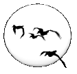 rapaces-nocturnes_eb-032.gif