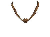 rapaces-nocturnes_eb-054.gif