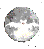 rapaces-nocturnes_eb-079.gif