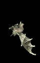 rapaces-nocturnes_eb-081.gif