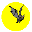 rapaces-nocturnes_eb-102.gif