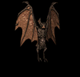 rapaces-nocturnes_eb-106.gif
